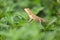 Agamidae family lizard