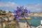 Aganthus At St Ives, Cornwall, UK