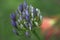 Agapantha Flower