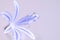 Agapantha flower closeup showing stamens