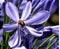 Agapanthas Flower