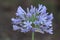 Agapanthas Flowers