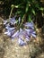 Agapanthas Flowers