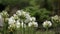 Agapanthus African Albus. White African Lily flower