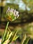 Agapanthus african lily in bloom and buds.