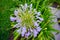 Agapanthus africanus