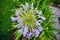 Agapanthus africanus