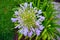 Agapanthus africanus