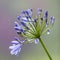 Agapanthus africanus (African lily)