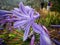 Agapanthus africanus, African lily, purple flower in a rural scene with people at background