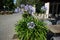 Agapanthus africanus blooms with blue flowers in a flowerpot in July. Potsdam, Germany