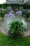 Agapanthus africanus blooms with blue flowers in a flowerpot in July. Potsdam, Germany