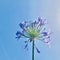 Agapanthus africanus Blue Umbrella - Blue Lily of the Nile. blue sky background.