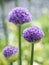 Agapanthus africanus flower