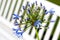 Agapanthus africanus flowers