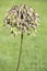 Agapanthus africanus producing seeds. vertical image. Agapanthoideae