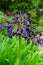 Agapanthus `Black Magic`, Hilliers Arboretum, Romsey, Hampshire, England, UK