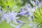 Agapanthus blooms