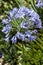 Agapanthus blue