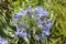 Agapanthus blue