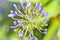 Agapanthus, Blue African lily or Lily of nile