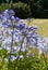 Agapanthus (blue flowers)
