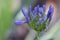 Agapanthus Blue Mauve