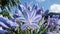 Agapanthus. Blue Umbrella. Water droplets on petals after rain. close up view.