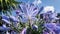 Agapanthus. Blue Umbrella. Water droplets on purple petals after rain. close up view.