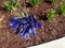 Agapanthus blue violet