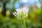 Agapanthus Campanulatus - beautiful flowers