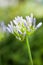 Agapanthus Campanulatus - beautiful flowers