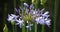 Agapanthus commonly known as lily of the Nile.