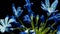 Agapanthus is commonly known as the Nile lily, time lapse of blooming flower on a black background.