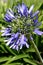 Agapanthus Flower