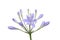 Agapanthus flower