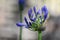 Agapanthus Flower