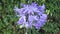 Agapanthus flower beauty