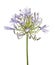 Agapanthus flower `Lily of the Nile`, also called African Blue Lily flower, in purple-blue shade isolated on white background