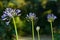 Agapanthus flower. Purple Agapanthus flower. Garden flower bloom in spring