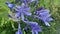 Agapanthus flower violet blue color or in a home garden