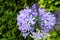Agapanthus flowers.