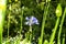 Agapanthus Flowers near Santana in Madeira which is a beautiful village on the north coast.