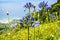 Agapanthus Flowers near Santana in Madeira which is a beautiful village on the north coast.