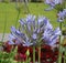 Agapanthus herbaceous plant with bright blue lily flowers on a sunny summer day