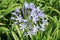 Agapanthus herbaceous plant with bright blue lily flowers on a sunny summer day