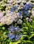 Agapanthus Hydrangeas