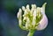 Agapanthus lily bud...