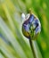 Agapanthus lily bud...