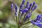 Agapanthus Melbourne in flower in summer